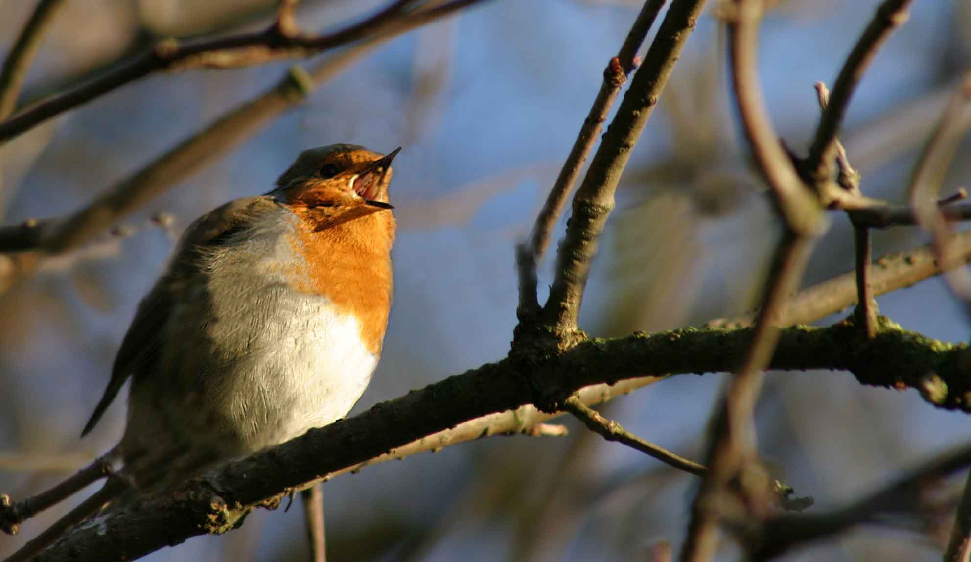 A bird with orange, gray, and black fur sits on a tree branch and has its mouth open.