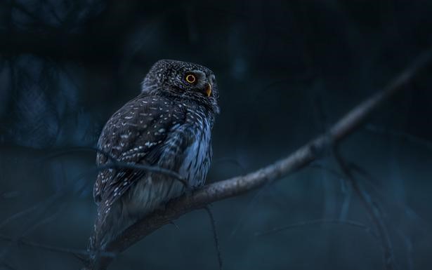  A brown pygmy owl sits on a brand at night.